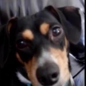 Meet your Posher, Dawn